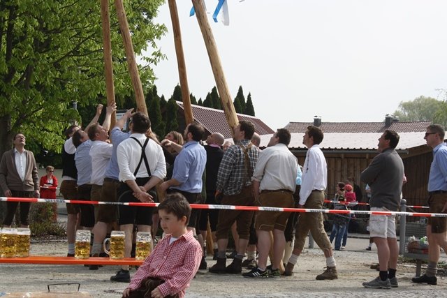 Maibaum 2013